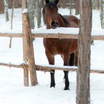 Фотовстреча 24-25 декабря 2011